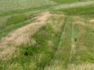 So many covered wagons traveled across the plains in the same tracks, that their marks are still visible on the prairie over 150 years later.